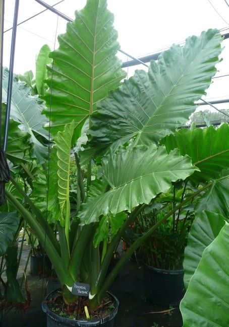 LP ALOCASIA PORTADORA 8 IN