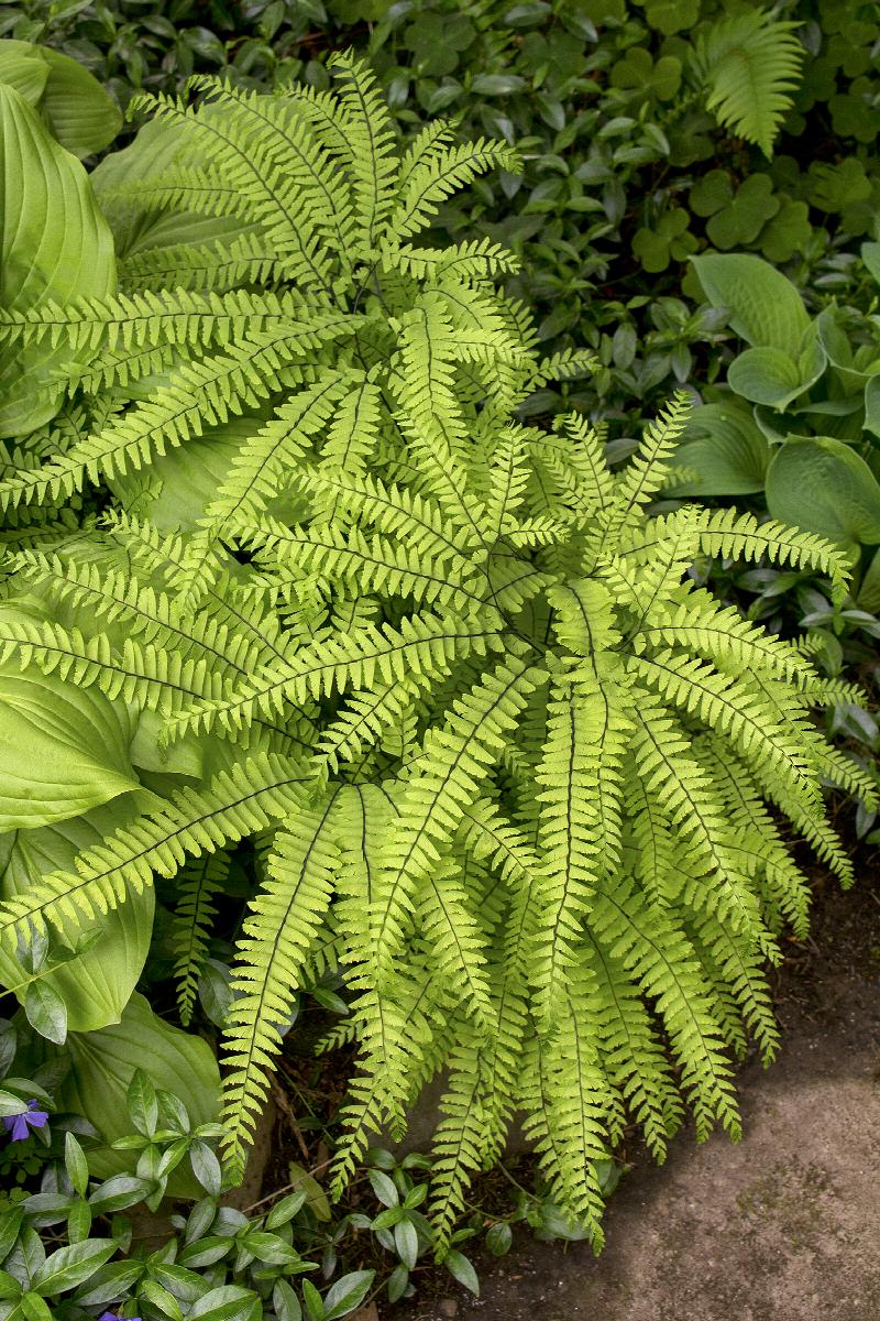 maidenhair fern hanging plant Northern Maidenhair Fern | Zone 3-8 | 12 - 24 inches | Partial Shade