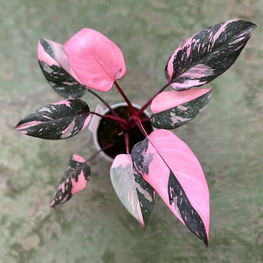 philodendron erubescens pink princess kaufen LP PHILODENDRON PINK PRINCESS 2.5 IN – Hefty Harvest
