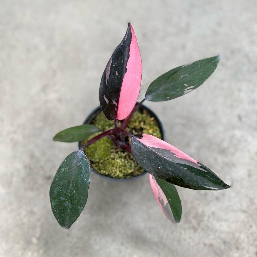 LP PHILODENDRON PINK PRINCESS 2.5 IN