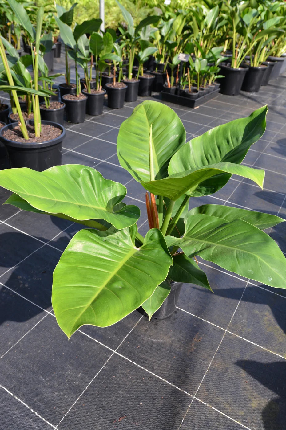 LP PHILODENDRON IMPERIAL GREEN 6.5 IN