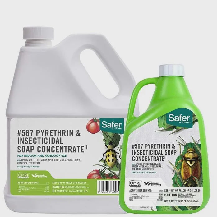 SAFER BRAND PYRETHRIN & INSECTICIDAL SOAP CONCENTRATE 1QT