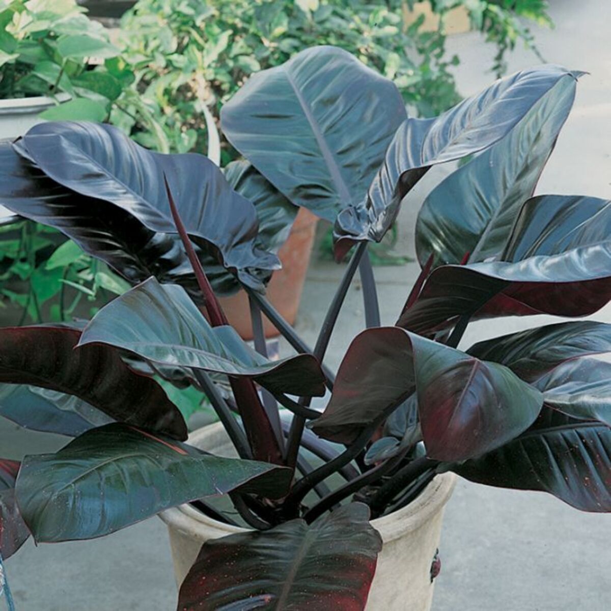 LP PHILODENDRON BLACK CARDINAL 2.5 IN