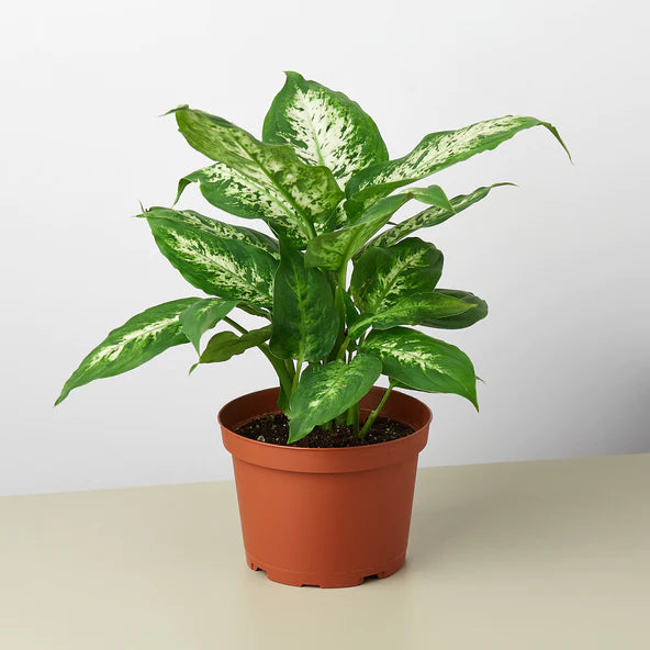 LP DIEFFENBACHIA SNOW 5.5 IN