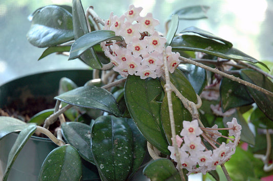 LP HOYA CARNOSA - 6.5 IN