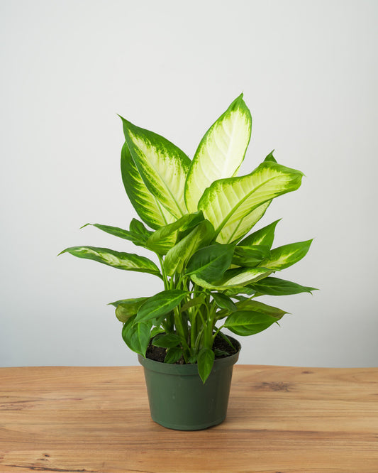 LP DIEFFENBACHIA TROPIC MARIANNE 6.5 IN