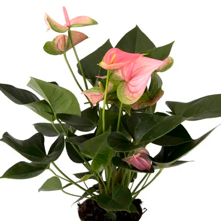 LP ANTHURIUM PINK 8 IN