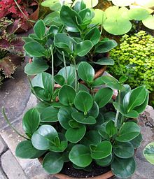 LP PEPEROMIA OBTUSIFOLIA - RED EDGE 4 IN