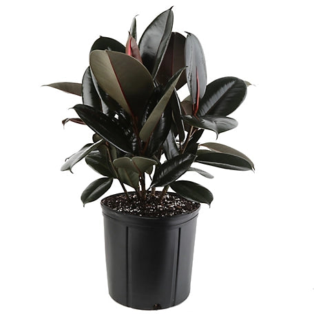 LP FICUS ELASTICA BURGUNDY 12 IN