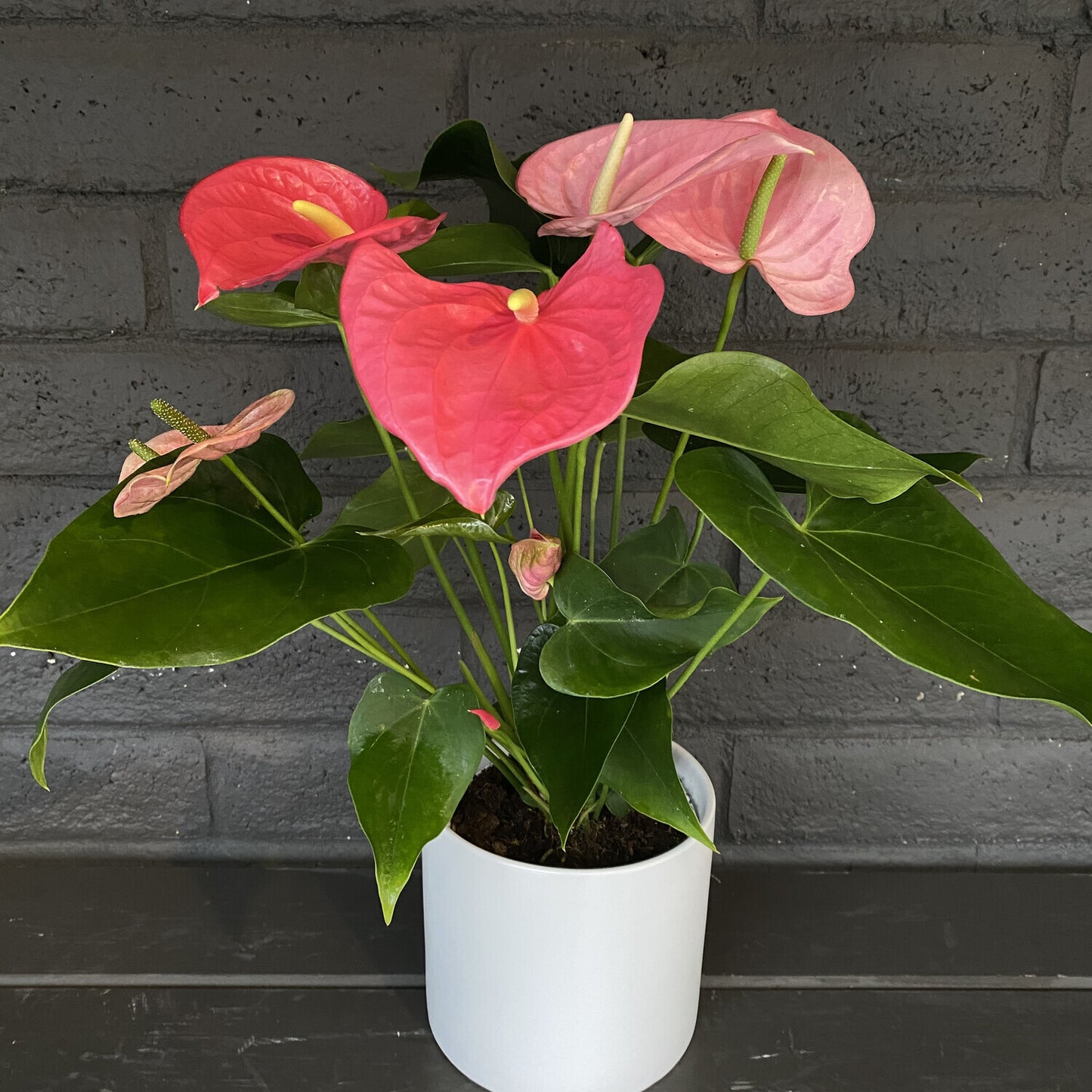 LP ANTHURIUM PINK 6.5 IN