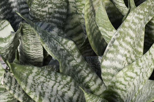 LP SANSEVIERIA ROBUSTA - 8 IN - ROBUST SNAKE PLANT