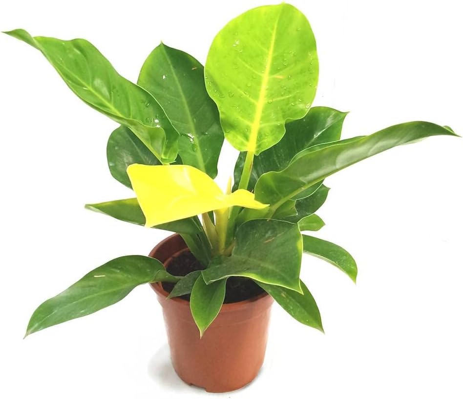 LP PHILODENDRON MOONLIGHT 2.5 IN