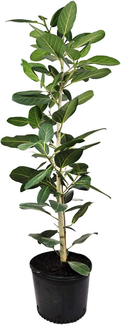 LP FICUS AUDREA 8 IN