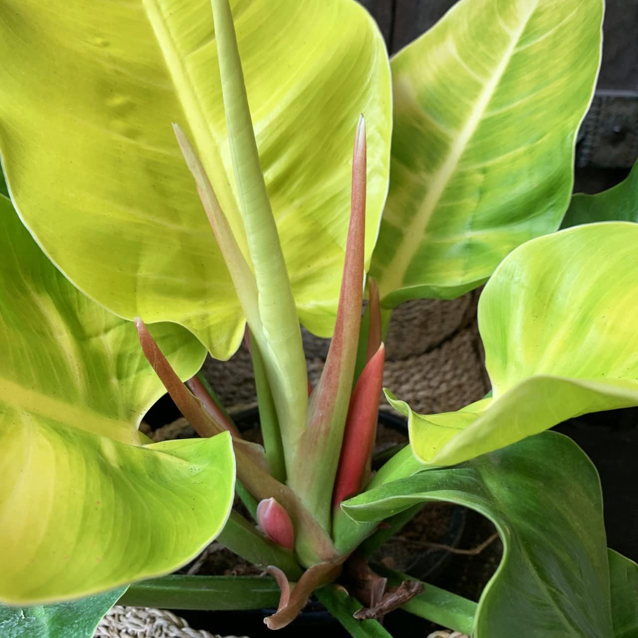 LP PHILODENDRON MOONLIGHT 2.5 IN