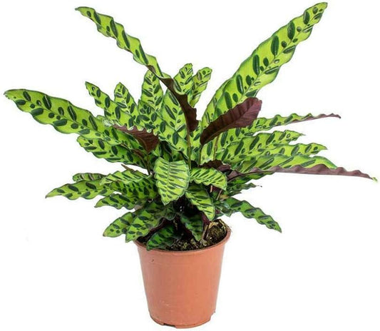 LP CALATHEA LANCIFOLIA 2.5 IN