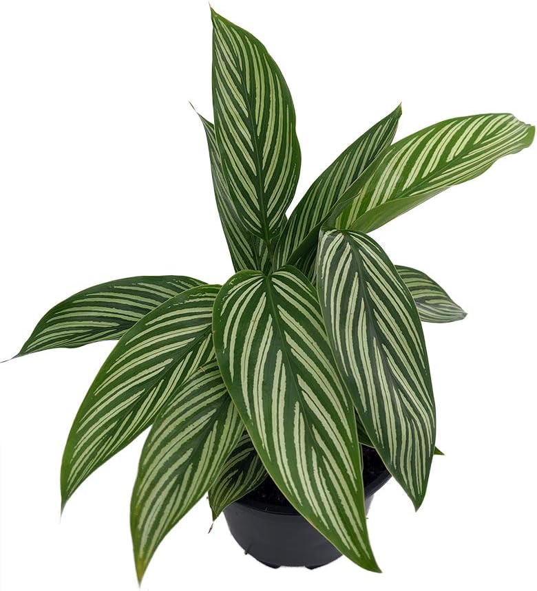 LP CALATHEA VITTATA 4 IN