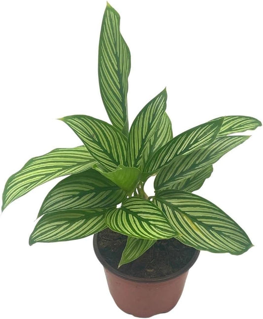 LP CALATHEA VITTATA 4 IN