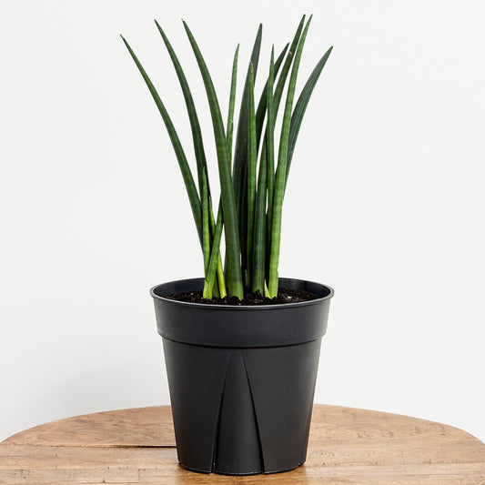 LP SANSEVIERIA CYLINDRICA 4 IN