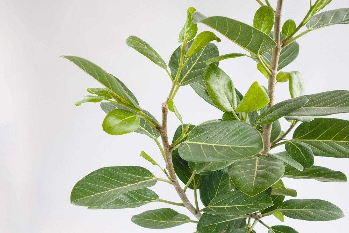 LP FICUS AUDREA 8 IN