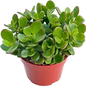 LP CRASSULA OVATA JADE PLANT 4 IN