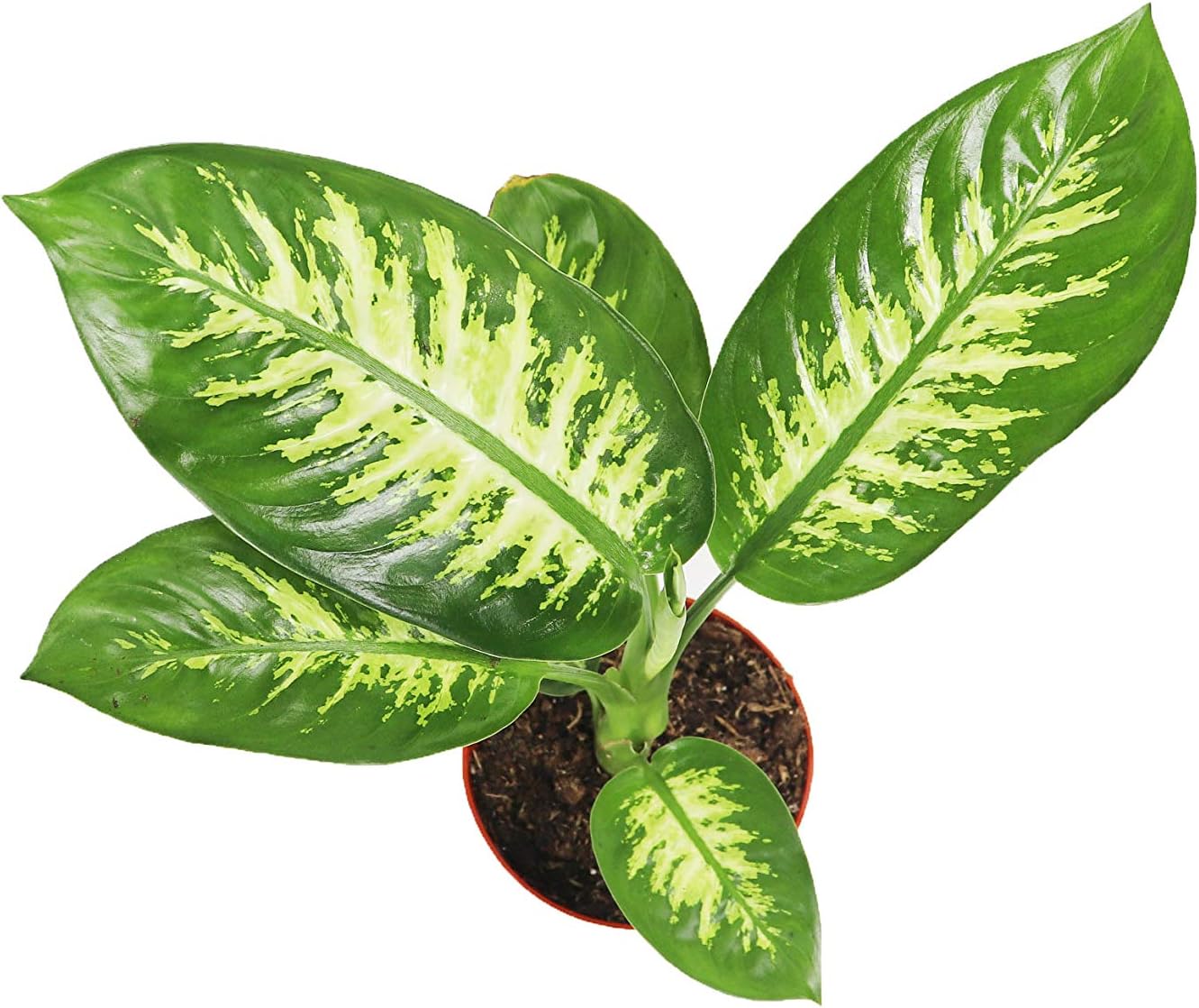 LP DIEFFENBACHIA COMPACTA 6.5 IN