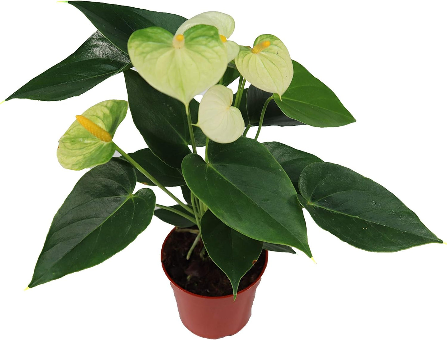 LP ANTHURIUM WHITE 6.5 IN