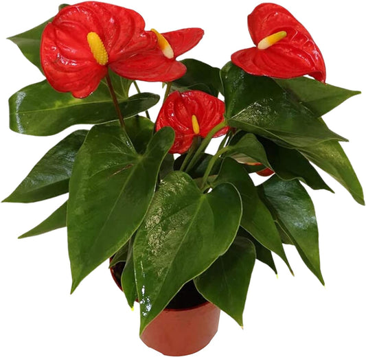 LP ANTHURIUM RED 6.5 IN