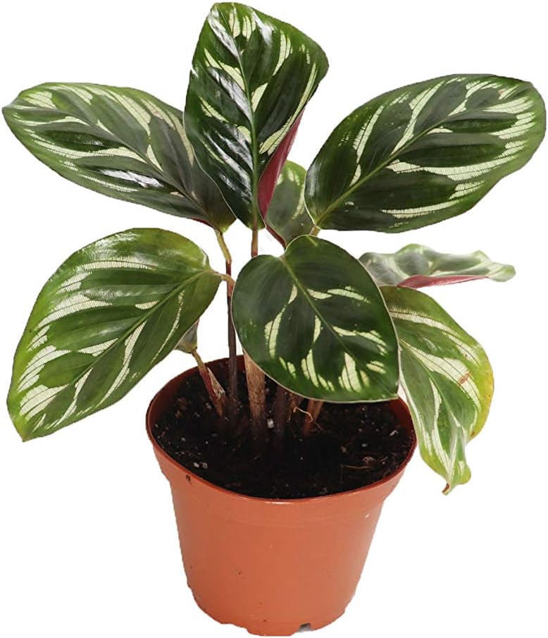 LP CALATHEA MAKOYANA 5.5 IN