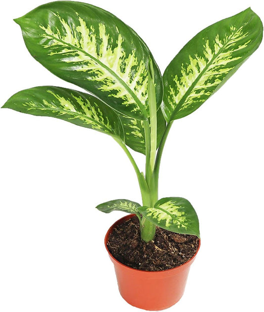 LP DIEFFENBACHIA COMPACTA 4 IN