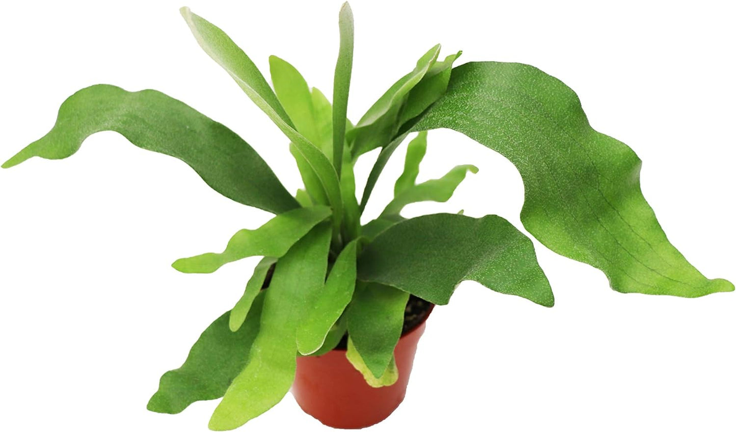 LP STAGHORN FERN 2.5 IN