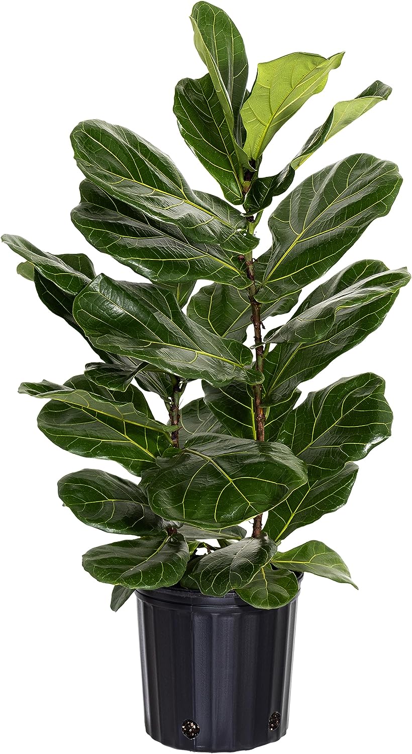 LP FICUS FIDDLE LEAF FIG 6.5 IN