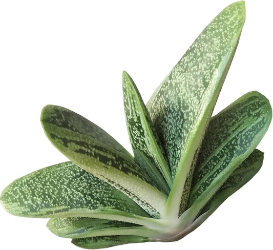 LP GASTERIA LITTLE WARTY 3.5IN
