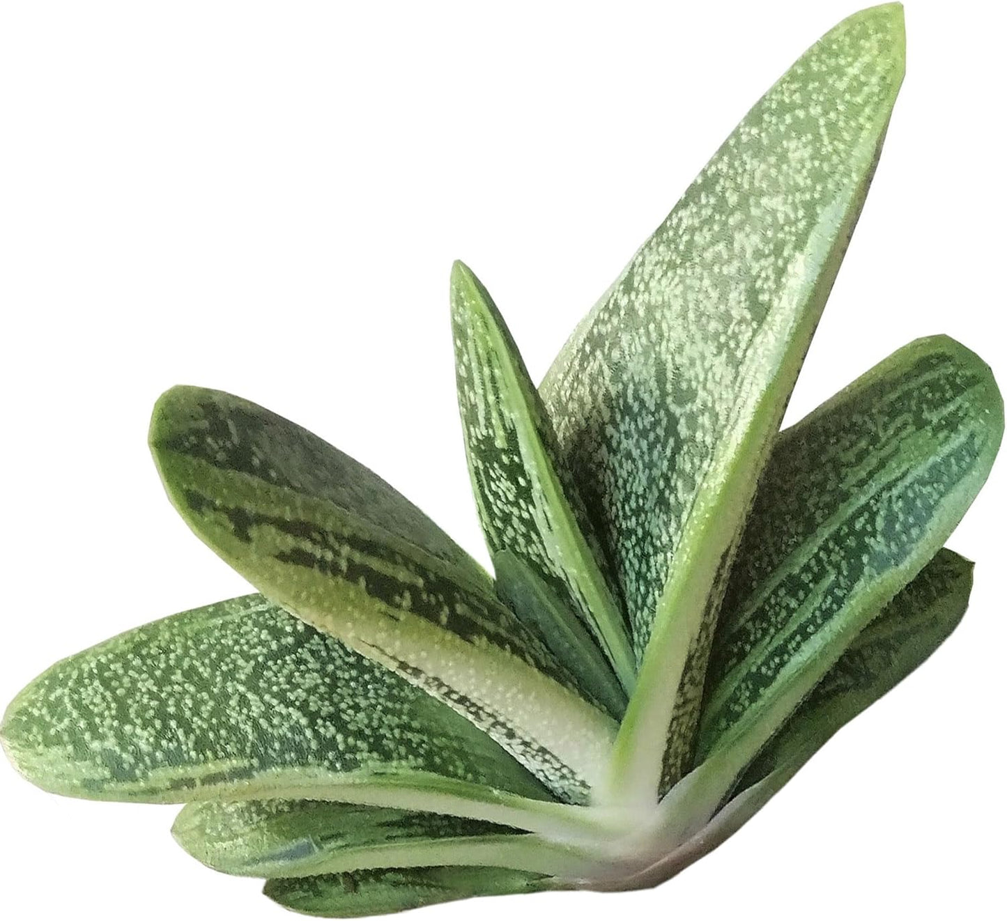 GASTERIA LITTLE WARTY 3.5IN