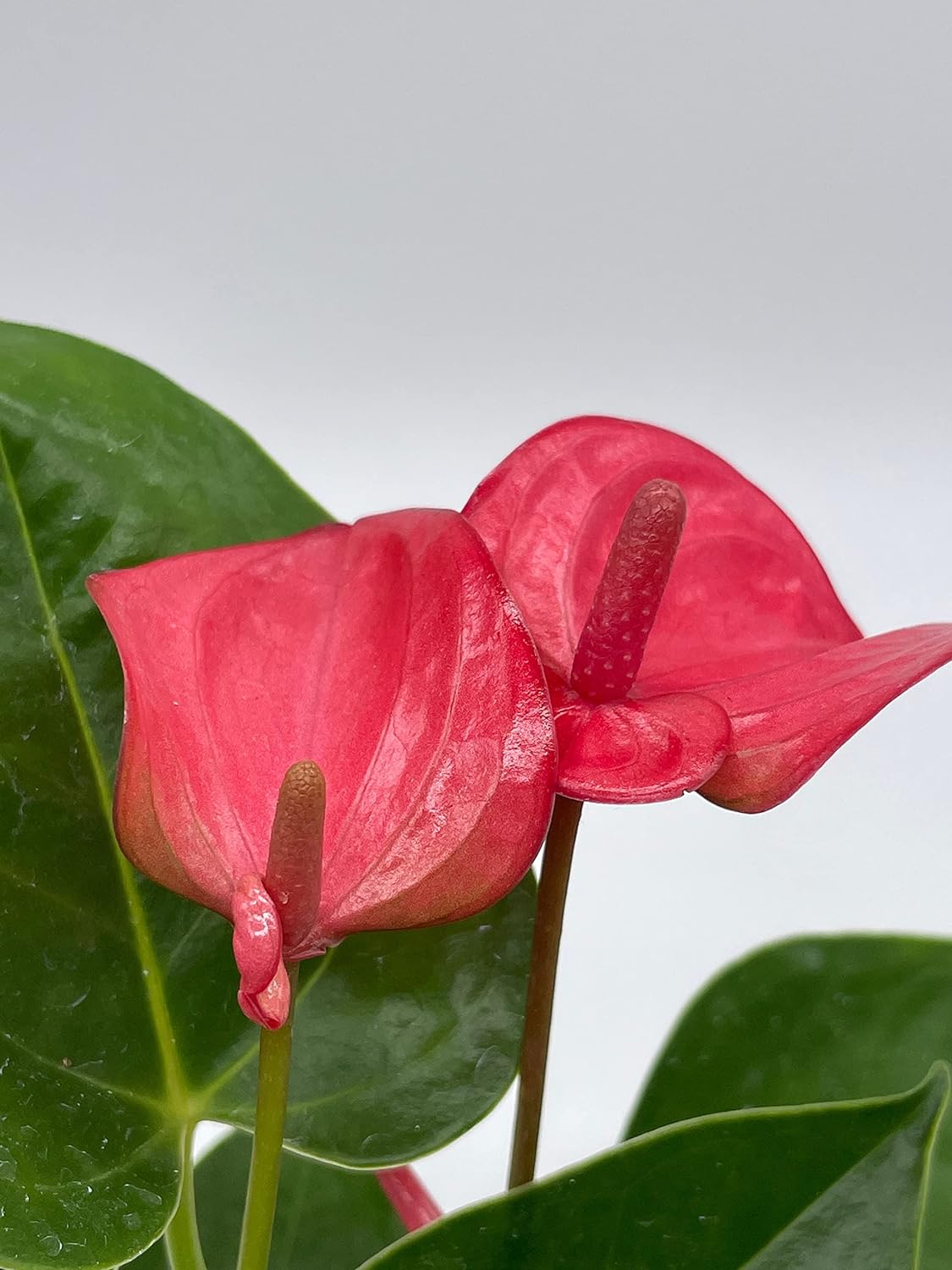 LP ANTHURIUM ANDREANUM 5.5 IN