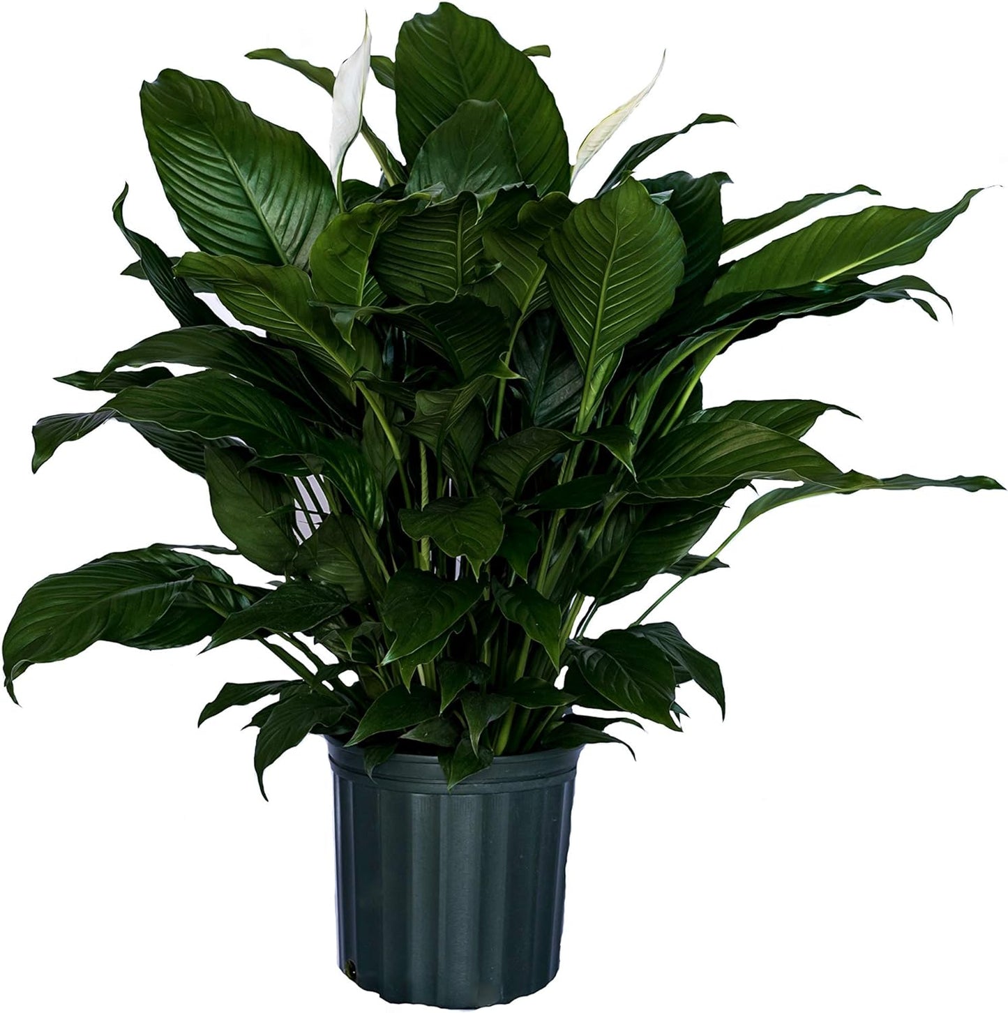 LP SPATHIPHYLLUM PEACE LILY 5.5 IN