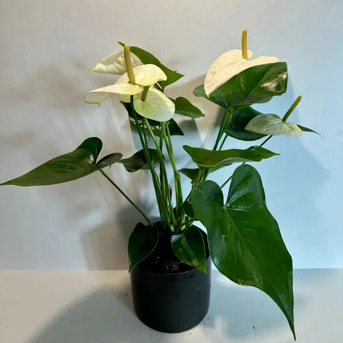 LP ANTHURIUM WHITE 8 IN