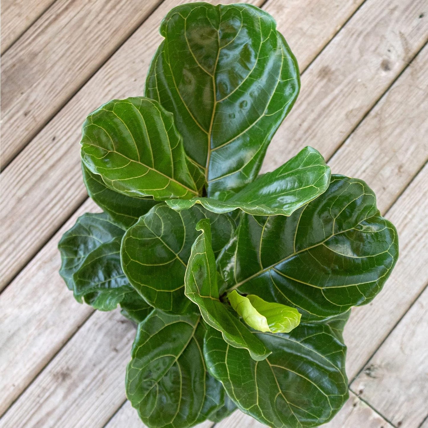 LP FICUS FIDDLE LEAF FIG 6.5 IN