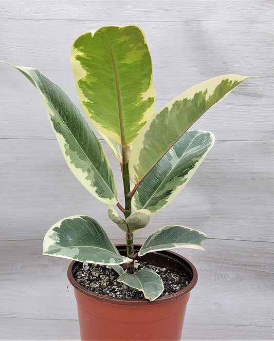 LP FICUS ELASTICA TINEKE 4 IN