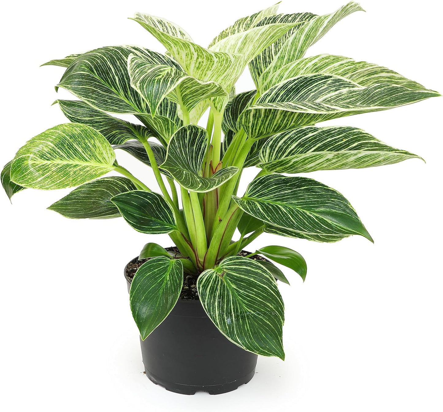 LP PHILODENDRON BIRKIN 4 IN