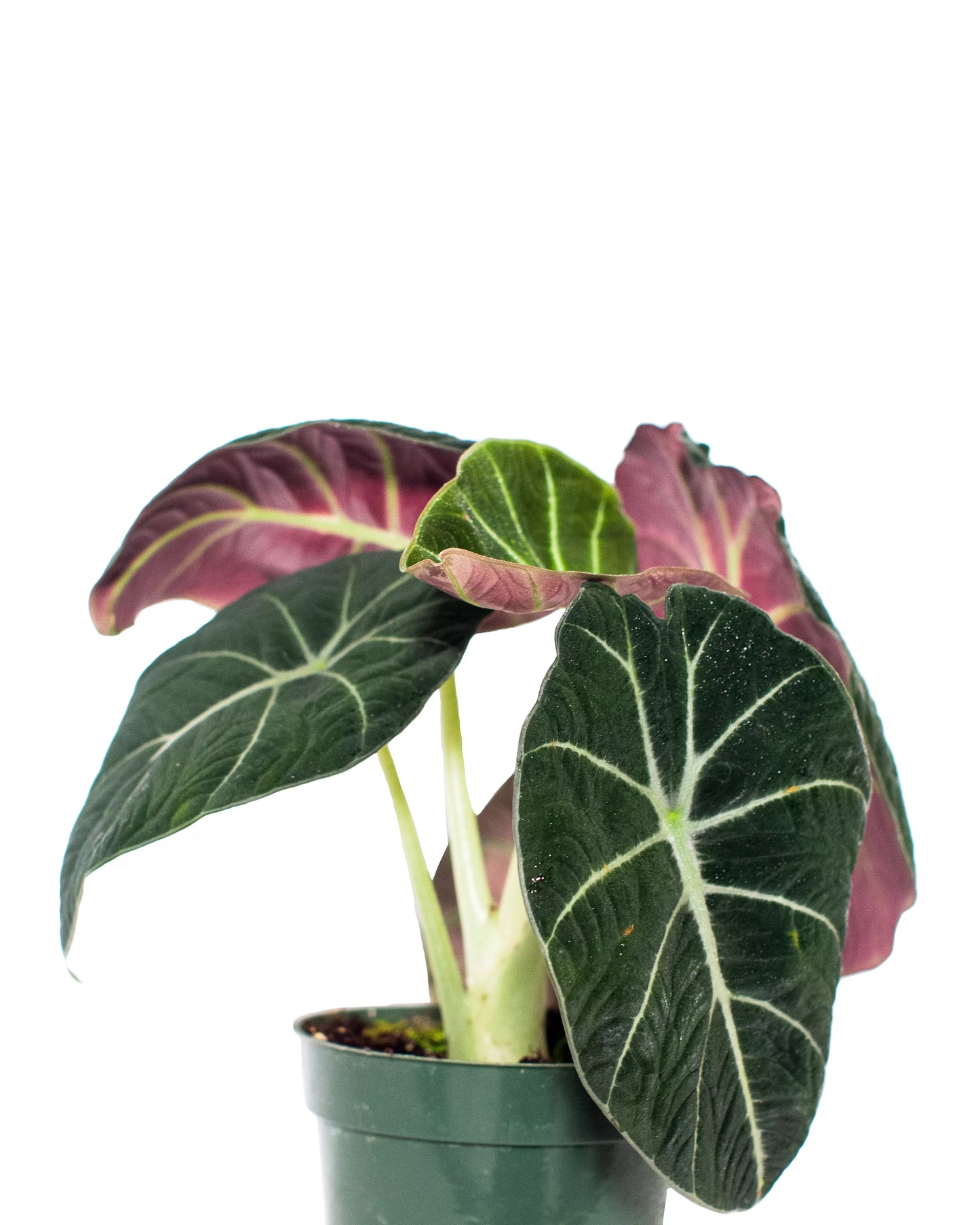 LP ALOCASIA BLACK VELVET 4 IN