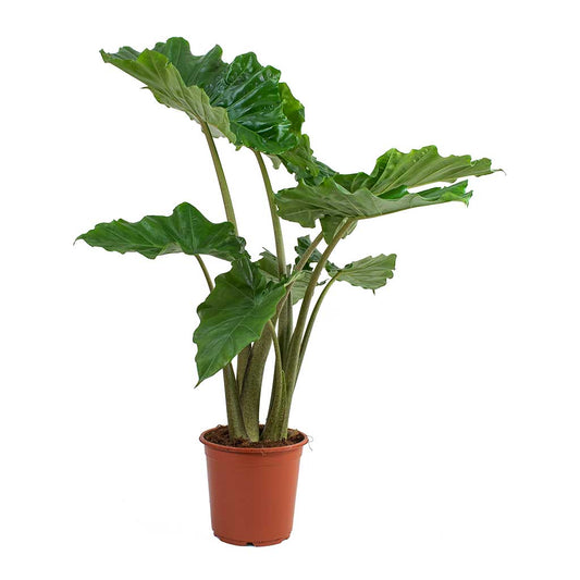 LP ALOCASIA PORTADORA 8 IN