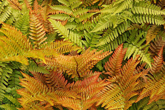 LP AUTUMN FERN 4 IN