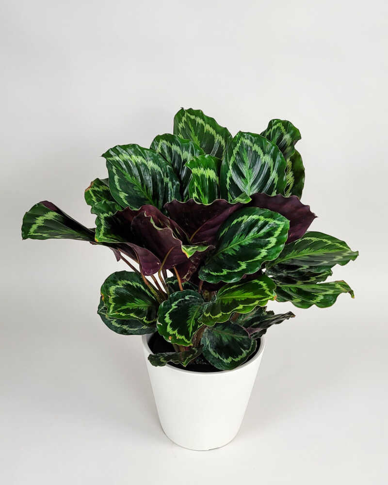 LP CALATHEA ROSEOPICTA MEDALLION 6.5 IN