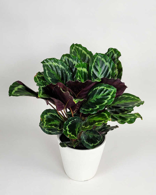 LP CALATHEA ROSEOPICTA MEDALLION 6.5 IN