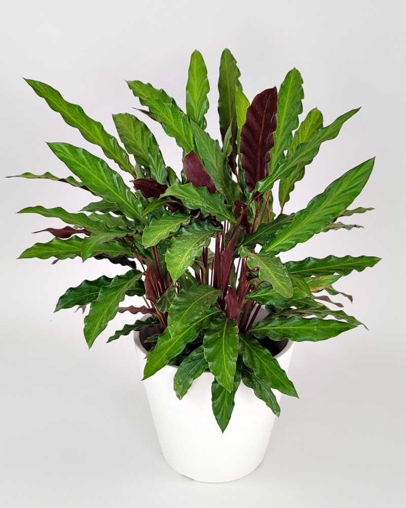 LP CALATHEA RUFIBARBA 12 IN