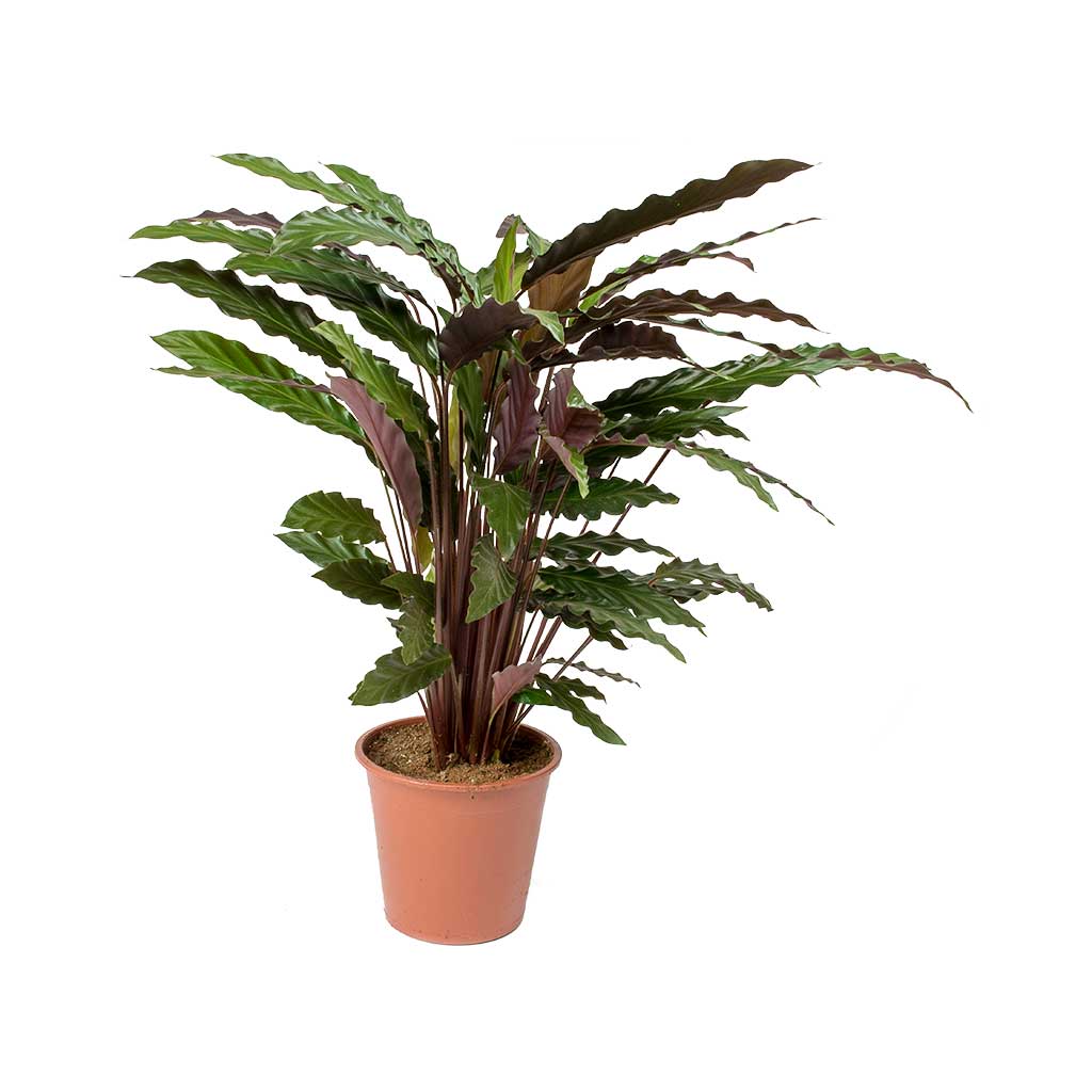 LP CALATHEA RUFIBARBA 12 IN