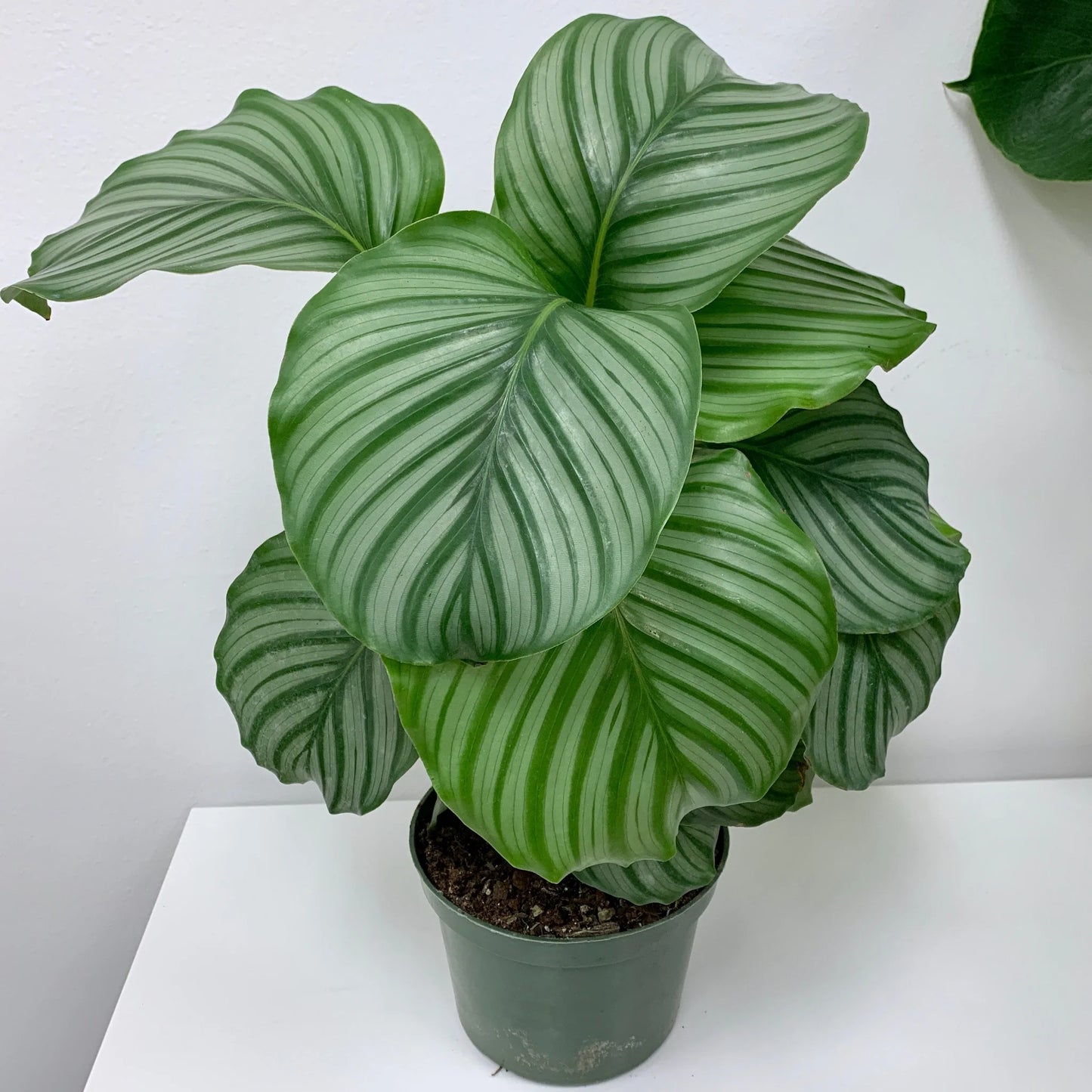 LP CALATHEA ORBIFOLIA 6.5 IN