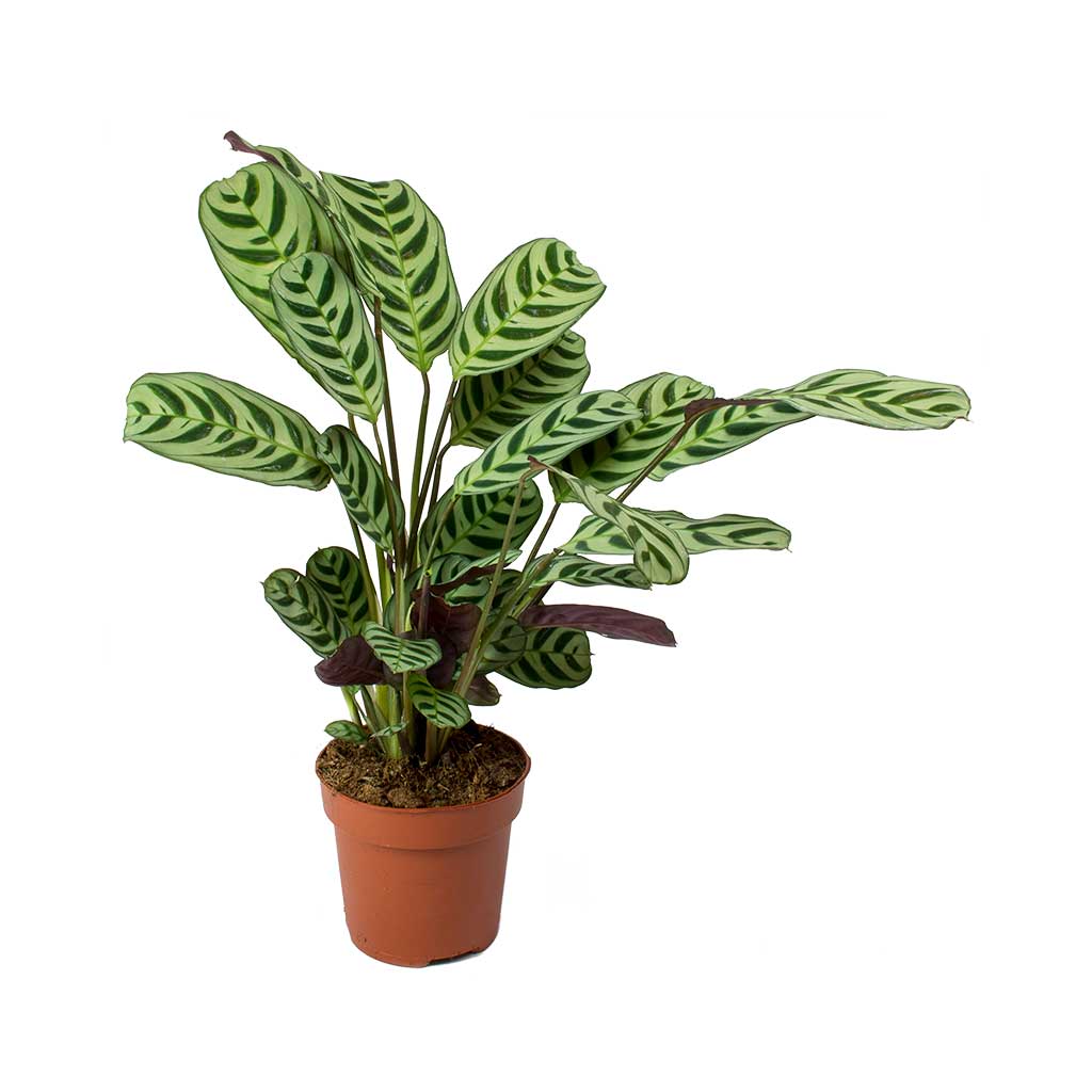 LP CALATHEA CTENANTHE BURLE MARXII AMABILIS 2.5 IN