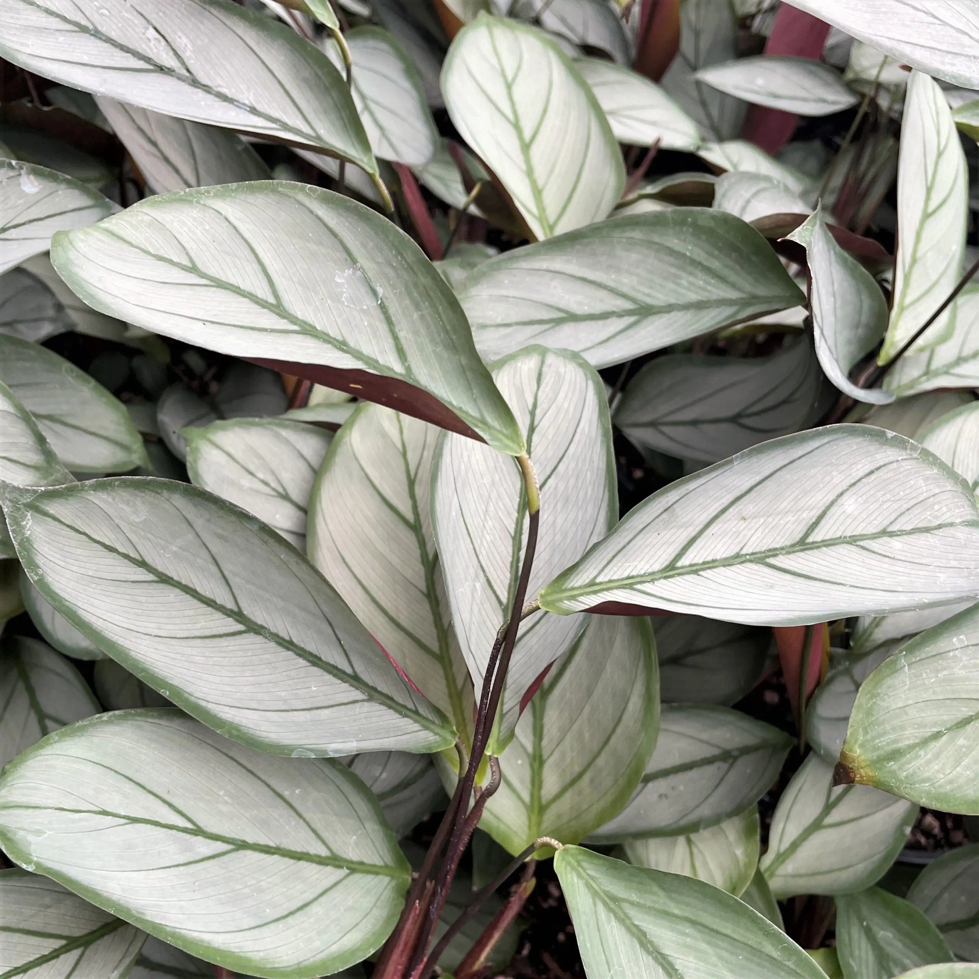 calathea ctenanthe LP CALATHEA CTENANTHE SETOSA GREY STAR 6.5 IN