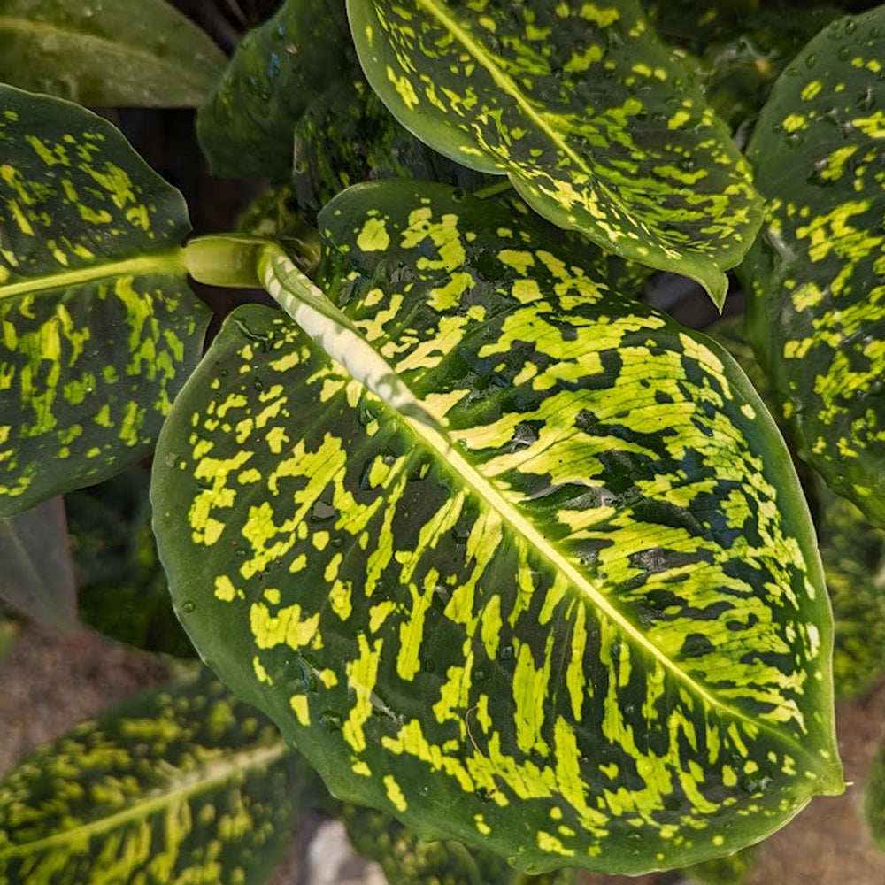 LP DIEFFENBACHIA REFLECTOR 4 IN